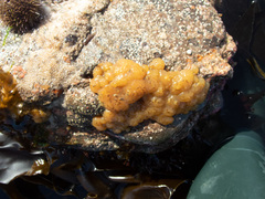 Polyclinum aurantium