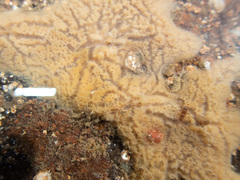 Haliclona indistincta