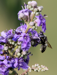 Megachile campanulae