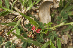 Indigofera linnaei