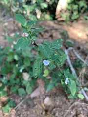 Justicia protracta protracta