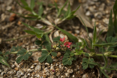 Indigofera linnaei