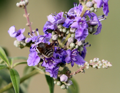 Megachile campanulae