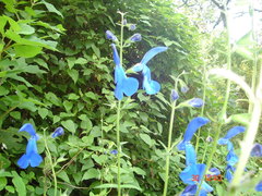 Salvia patens