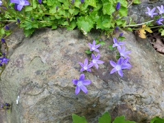Campanula poscharskyana