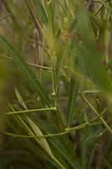Microstachys chamaelea