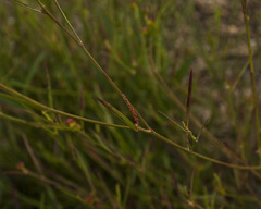 Microstachys chamaelea