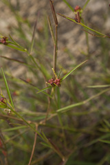 Microstachys chamaelea