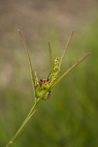 Microstachys chamaelea