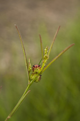 Microstachys chamaelea