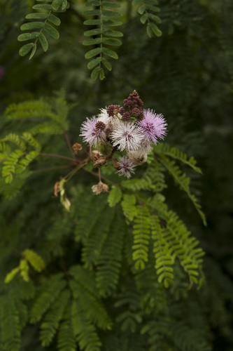 Himalayan mimosa (Mimosa rubicaulis)