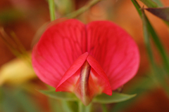 Lathyrus cicera