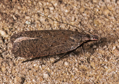 Dichomeris ventrellus