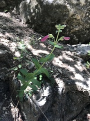 Penstemon triflorus
