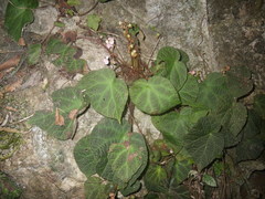 Begonia chongzuoensis