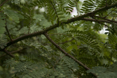 Mimosa rubicaulis