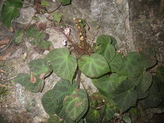 Begonia chongzuoensis