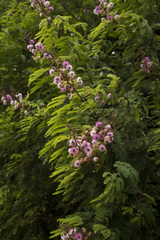 Mimosa rubicaulis