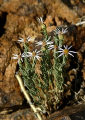 Asterothamnus heteropappoides