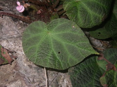 Begonia chongzuoensis