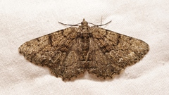 Peribatodes ilicaria