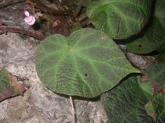 Begonia chongzuoensis