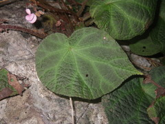 Begonia chongzuoensis