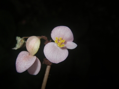 Begonia chongzuoensis