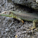 Madeira Lizard - Photo (c) Rui Cambraia, some rights reserved (CC BY-NC), uploaded by Rui Cambraia