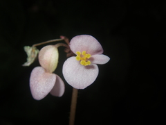 Begonia chongzuoensis