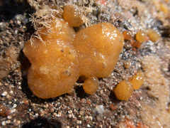 Polyclinum aurantium