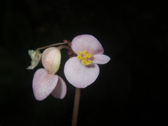 Begonia chongzuoensis