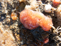 Aplidium nordmanni