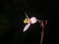 Begonia chongzuoensis