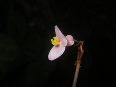 Begonia chongzuoensis