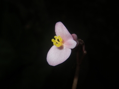 Begonia chongzuoensis
