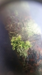 Tuckermanella fendleri