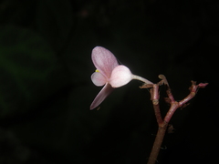 Begonia chongzuoensis
