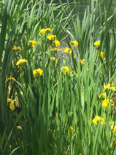 photo of Yellow Iris (Iris pseudacorus)