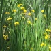 photo of Yellow Iris (Iris pseudacorus)