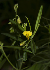 Polygala elongata