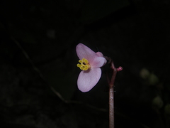 Begonia chongzuoensis