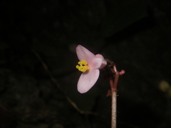 Begonia chongzuoensis
