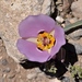 Winding Mariposa Lily - Photo (c) lonnyholmes, some rights reserved (CC BY-NC), uploaded by lonnyholmes