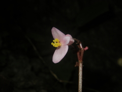 Begonia chongzuoensis