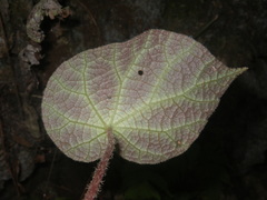 Begonia chongzuoensis