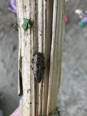 Dicerca berolinensis