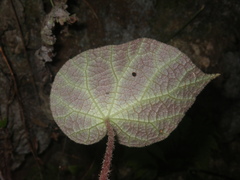 Begonia chongzuoensis