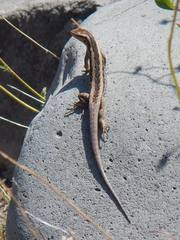 Liolaemus schroederi