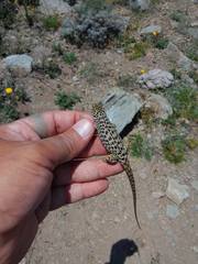 Liolaemus leopardinus